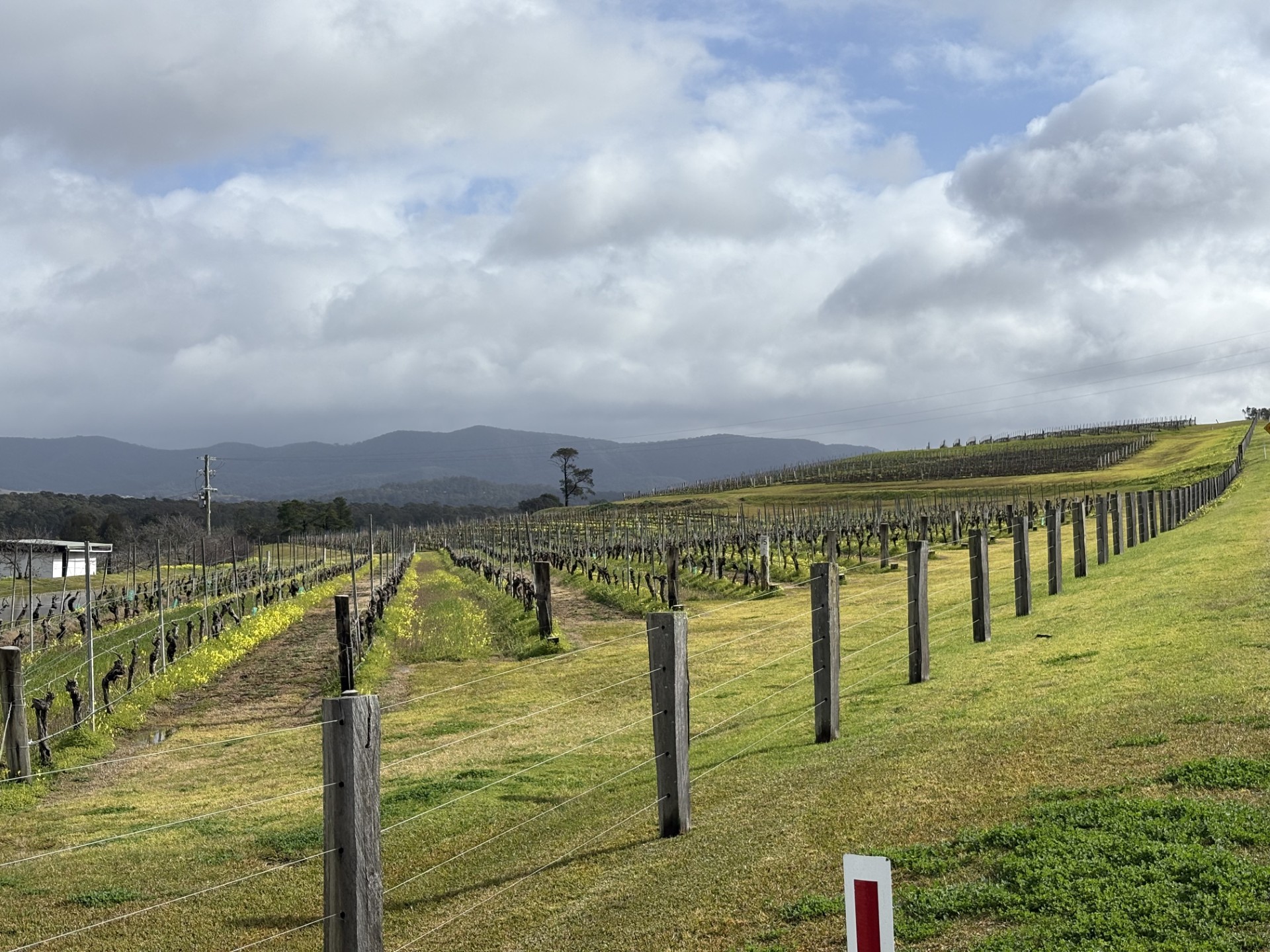 Hunter Valley Wine Experience