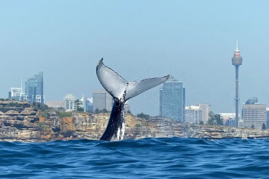 Sydney Whale Watching