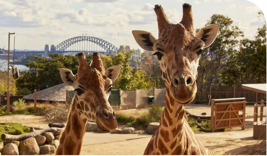 Taronga Zoo Sydney